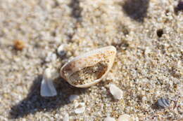 Image of Notocypraea angustata (Gmelin 1791)