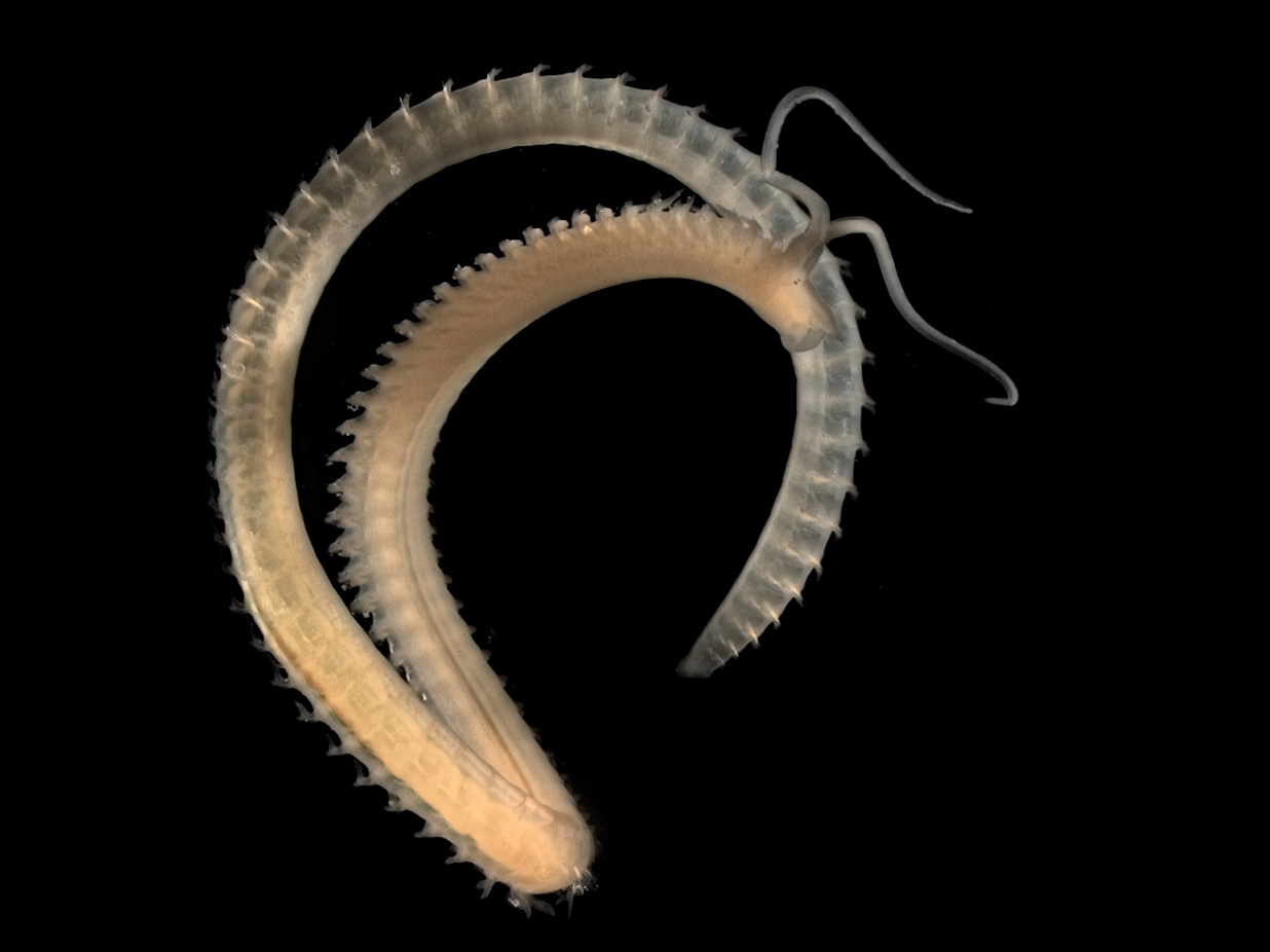 Image of <i><i>Scolelepis</i></i> (Scolelepis) <i>squamata</i> (O. F. Muller 1806)