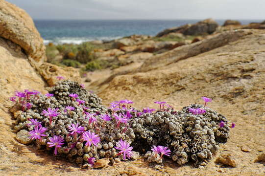 Image of Conophytum minutum var. minutum