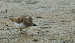 Image of Temminck's Stint