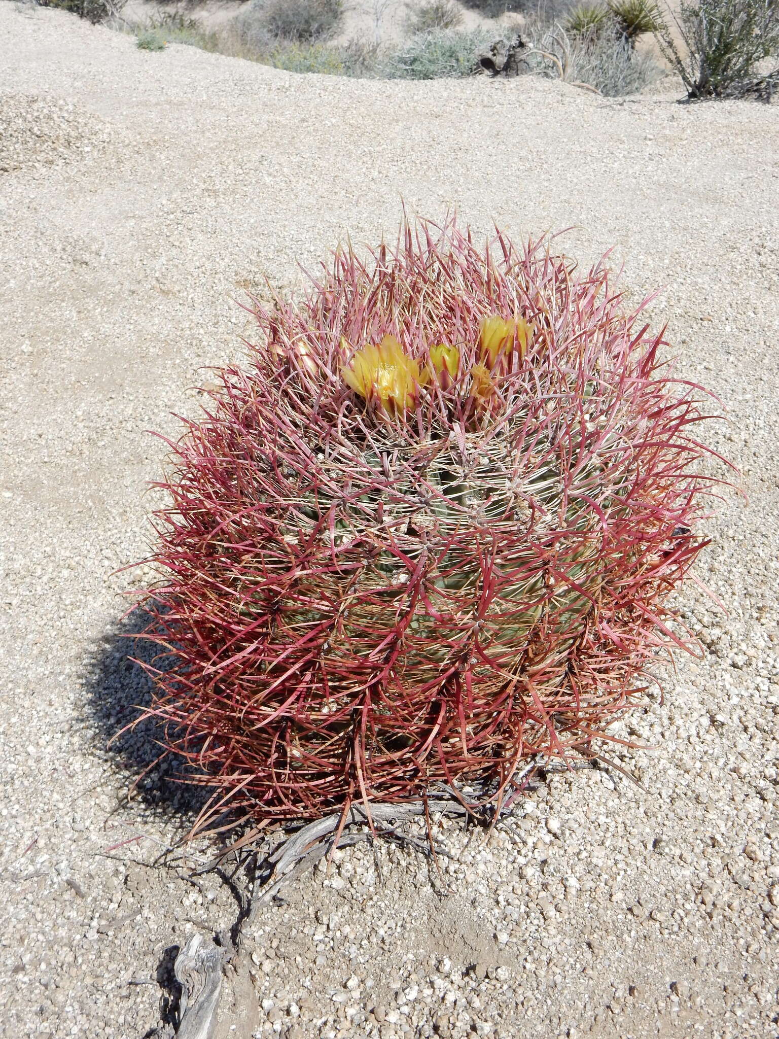 Image of California Barrel Cactus