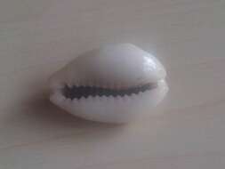 Image of cowry