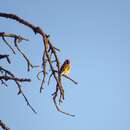 Image of Carduelis carduelis parva Tschusi 1901