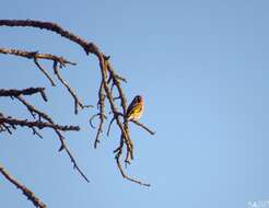 Imagem de Carduelis carduelis parva Tschusi 1901