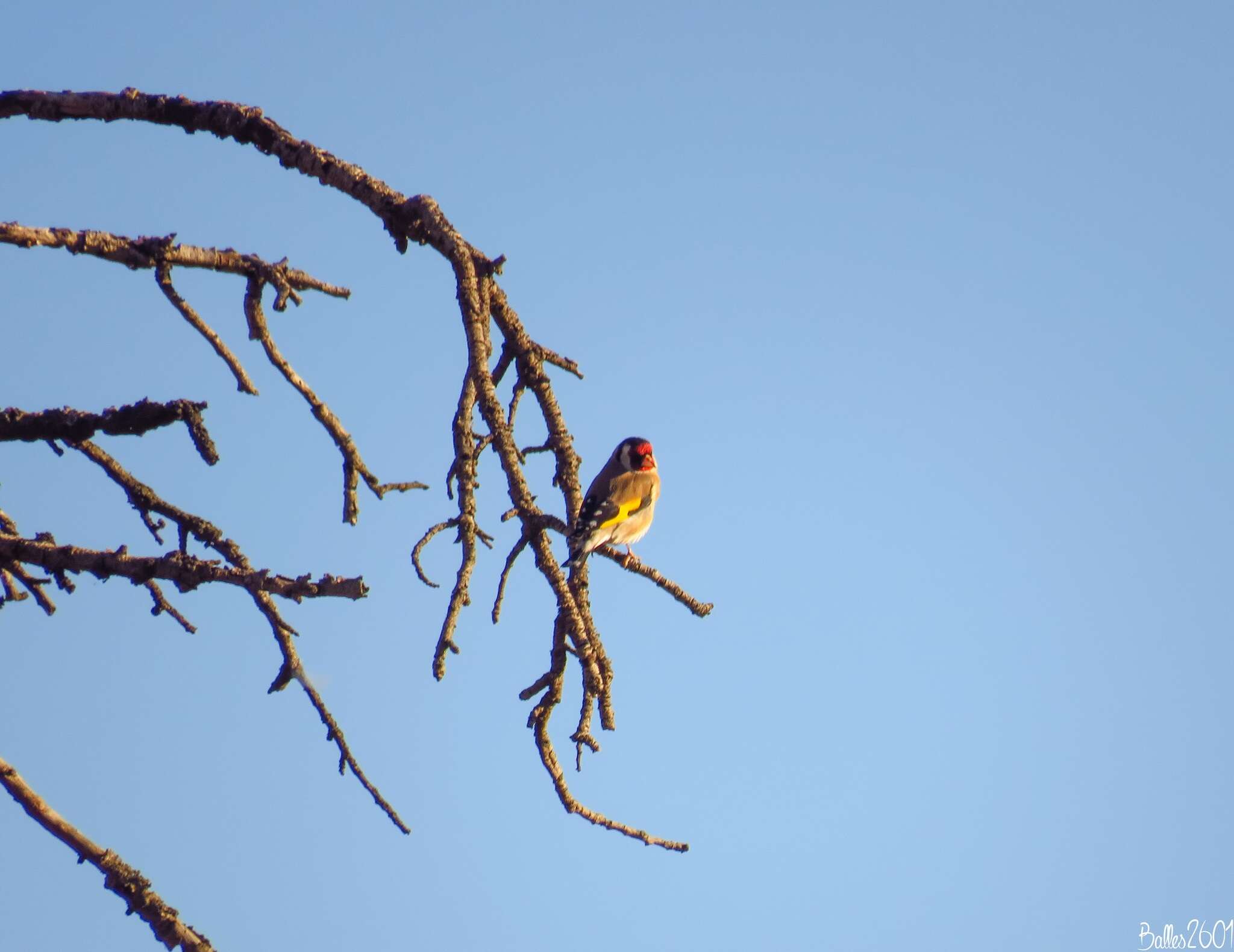 Carduelis carduelis parva Tschusi 1901的圖片