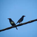 Image of Singing Starling