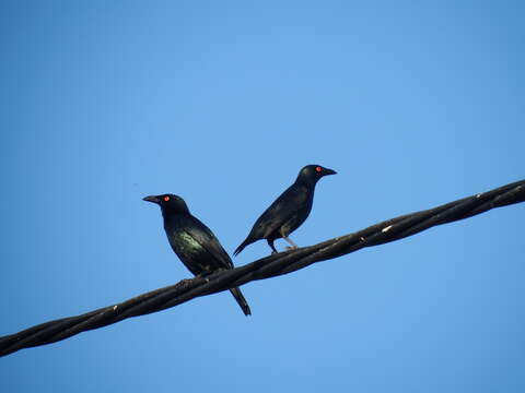 Image of Singing Starling