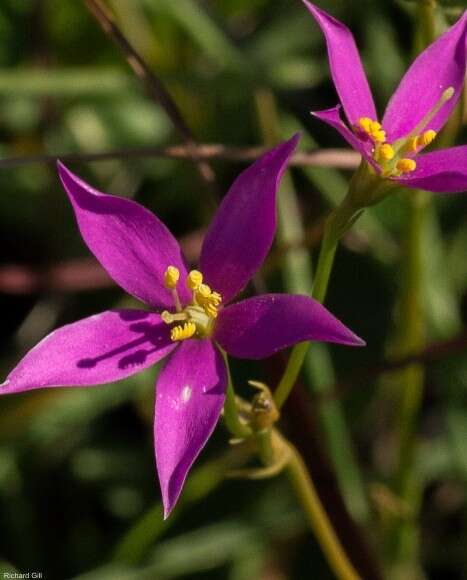 Image of Pink star