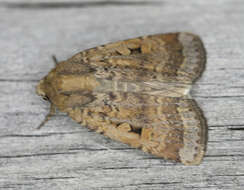 Image of Abagrotis discoidalis Grote 1876