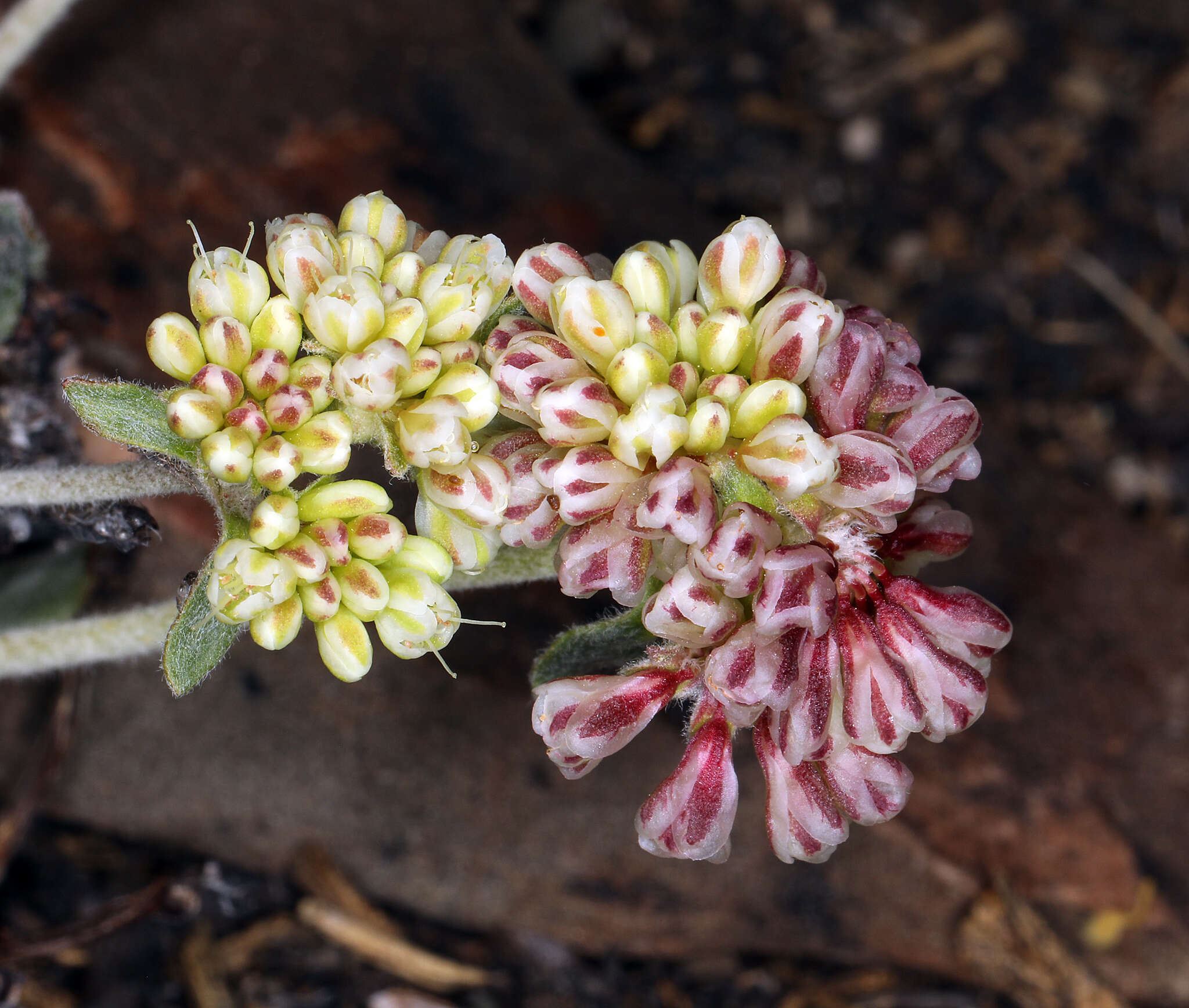 Image of sulphur-flower buckwheat