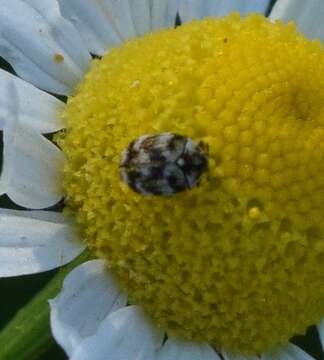 Image of Sacramento Anthicid Beetle