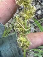 Image of sturdy sedge