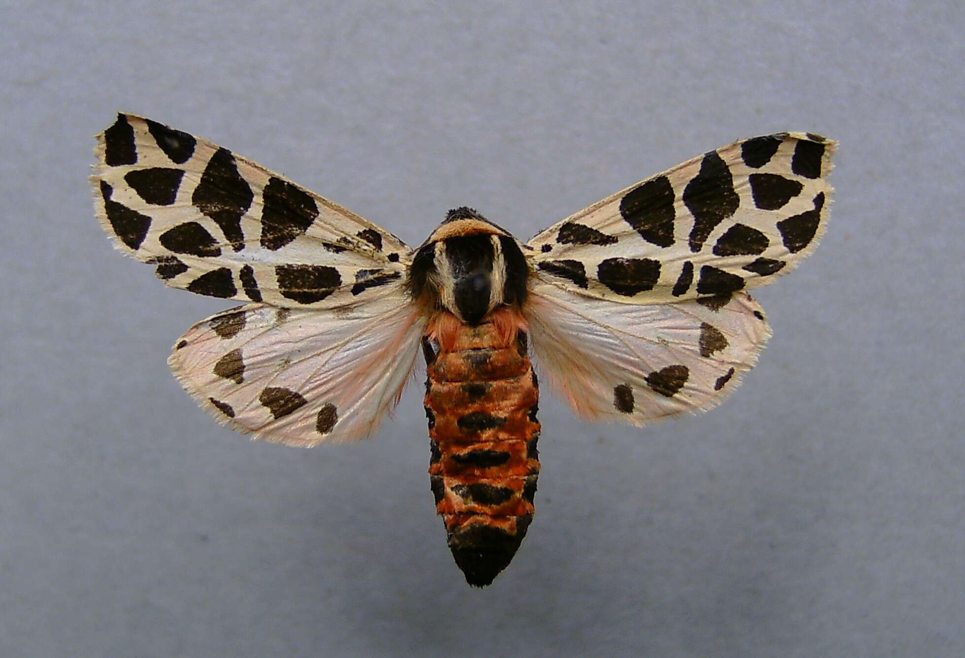 Image of Cymbalophora pudica Esper 1784