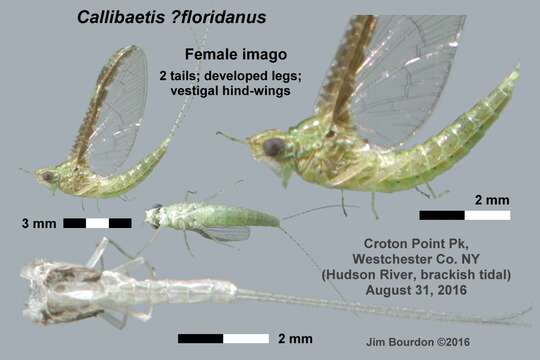 Image de Callibaetis floridanus Banks 1900