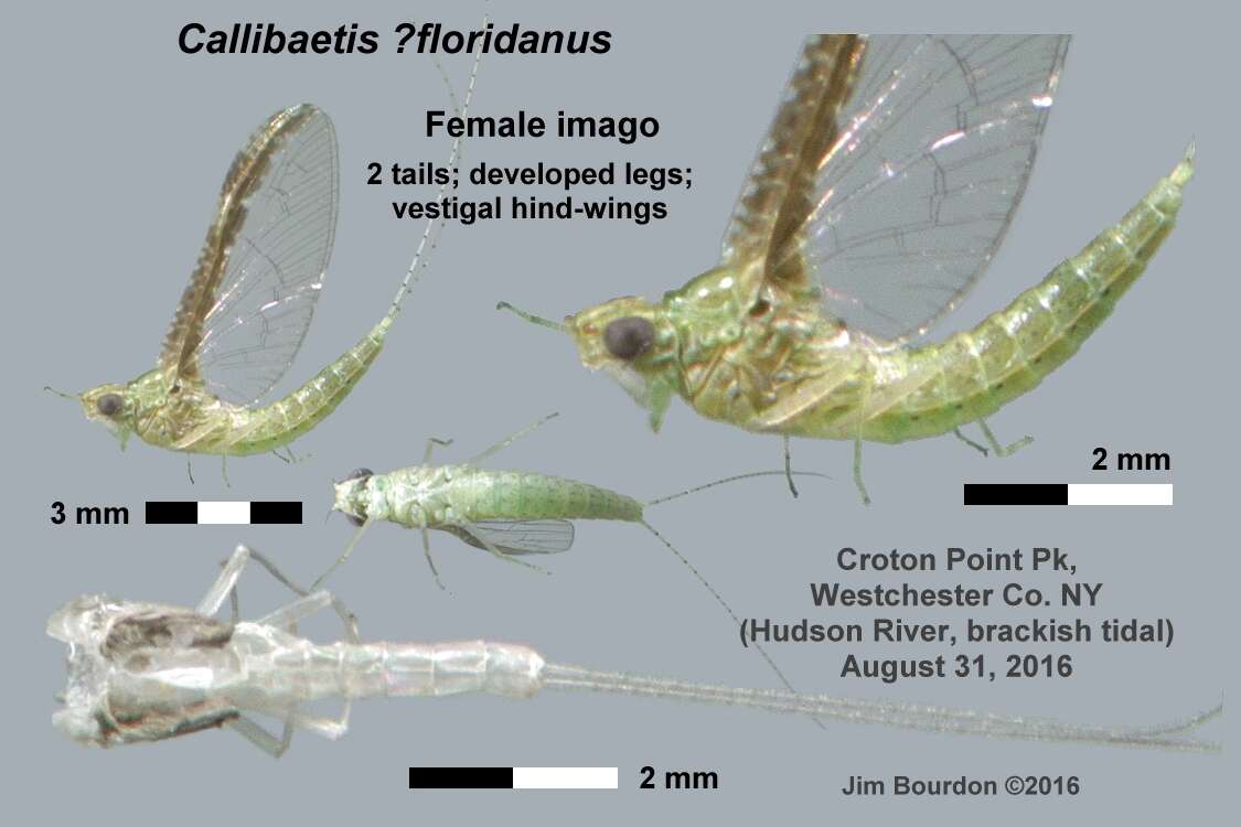 Image of Callibaetis floridanus Banks 1900