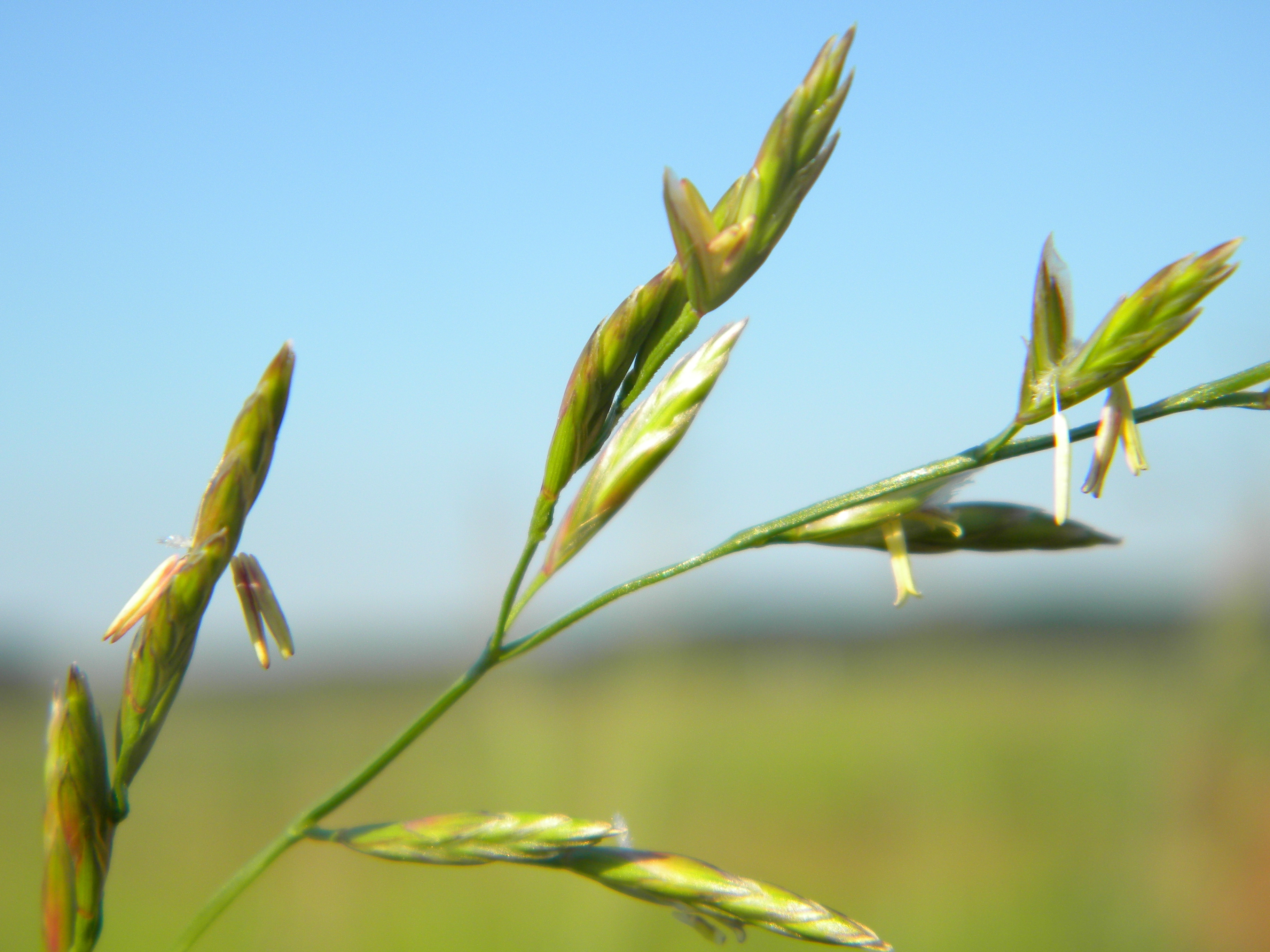 Festuca pratensis (rights holder: Bildoj)