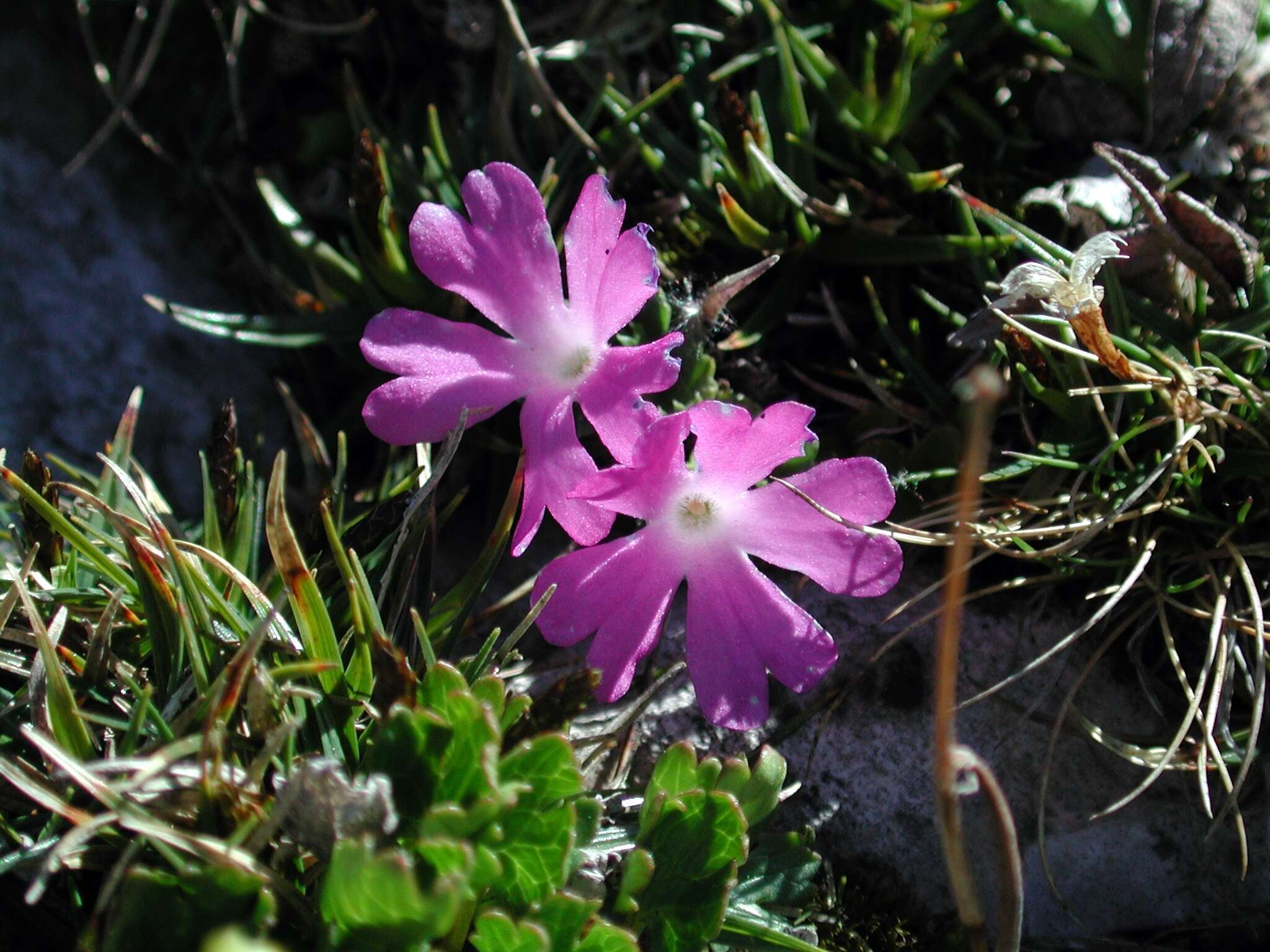 Primula minima L. resmi