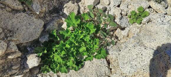 Image of rock nettle