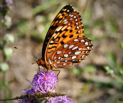 Image of Aphrodite Fritillary