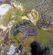 Image of Bay blenny