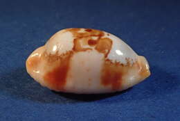 Image of stolid cowrie