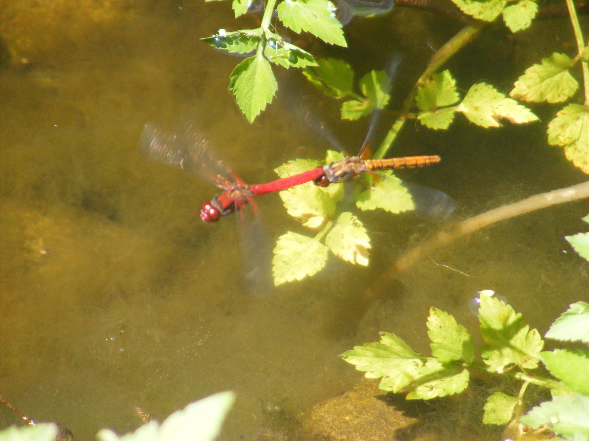 Image of <i>Sympetrum speciosum taiwanum</i> Asahina 1951