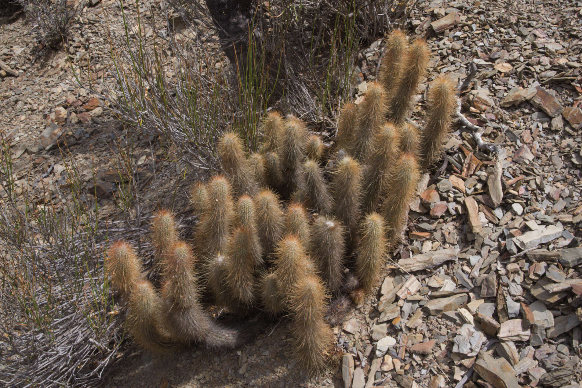 Imagem de Cleistocactus hyalacanthus subsp. tarijensis (Cárdenas) Mottram