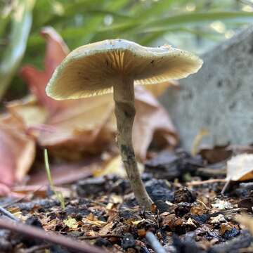 Image of Psilocybe angulospora Y. W. Wang & S. S. Tzean 2015