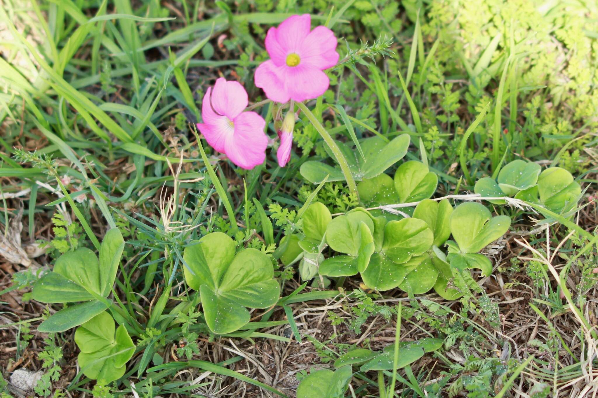 Image of red-flower woodsorrel