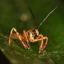 Image de Agriocoris flavipes (Fabricius 1803)