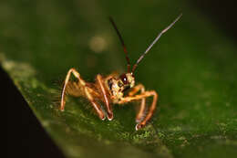 Image of Agriocoris flavipes (Fabricius 1803)