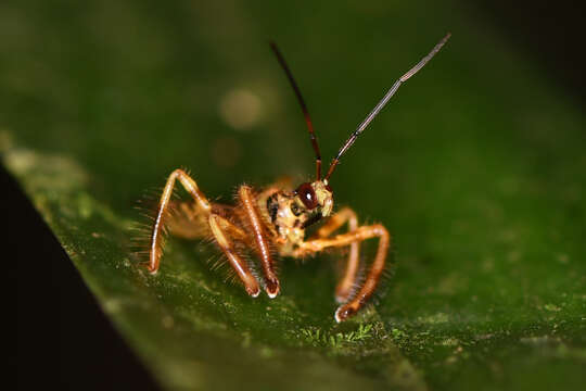 صورة Agriocoris Stål 1866