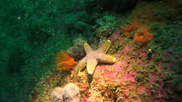 Image of Callopatiria formosa (Mortensen 1933)