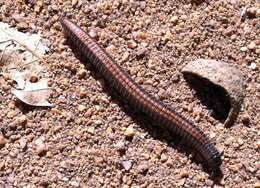 Image of Striped Millipede