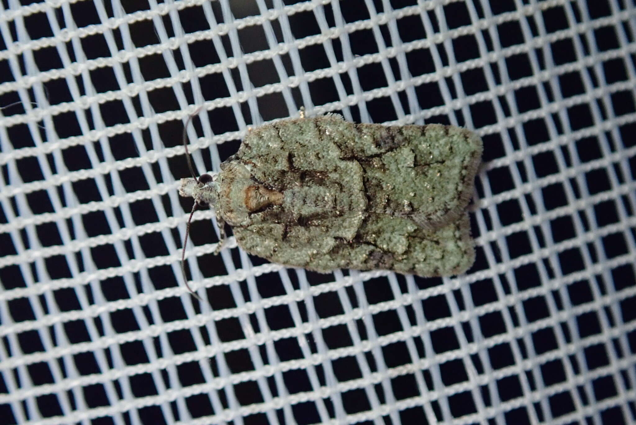 Image of Acleris literana Linnaeus 1758