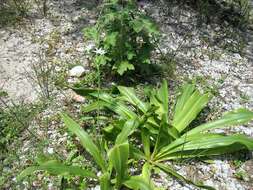 Image of Ornithogalum narbonense L.