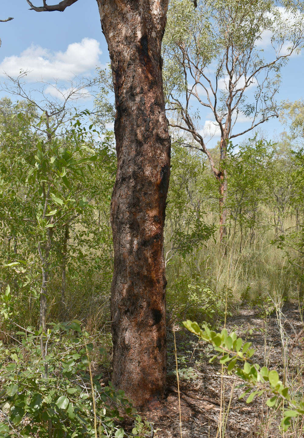 Image of Corymbia pocillum (D. J. Carr & S. G. M. Carr) K. D. Hill & L. A. S. Johnson