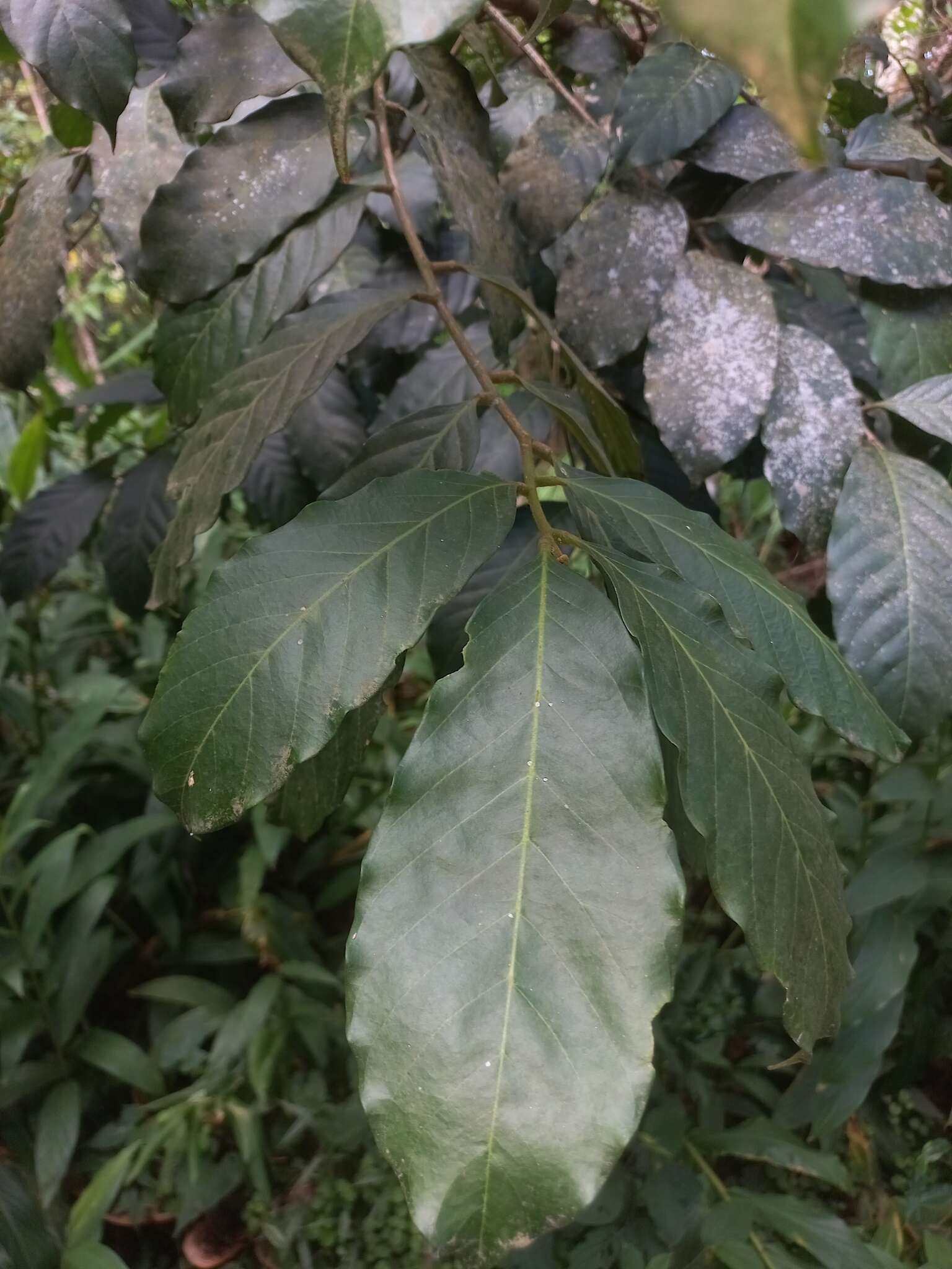 Image of Guarea macrophylla M. Vahl