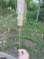 Image of tall albizia