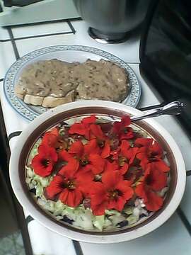 Image of Garden Nasturtium