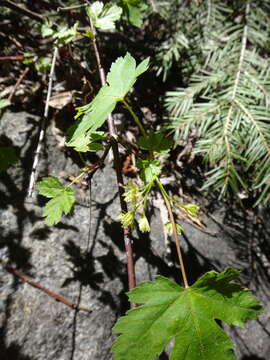 Acer glabrum Torr. resmi