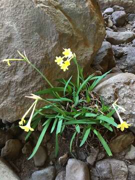 Image of Cyrtanthus flanaganii Baker