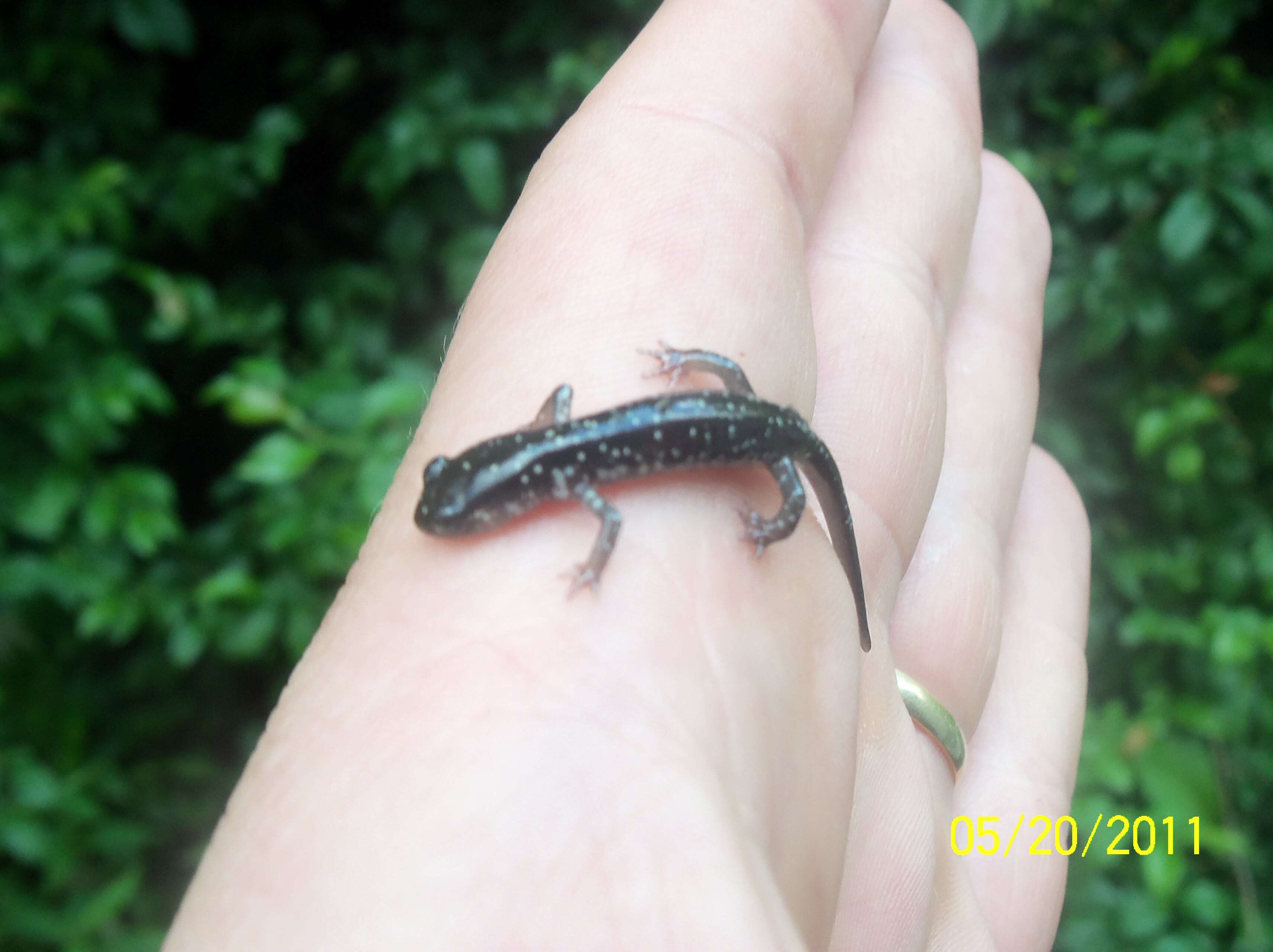 Image of Cumberland Plateau Salamander