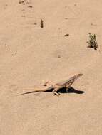 Image of Mojave Fringe-toed Lizard