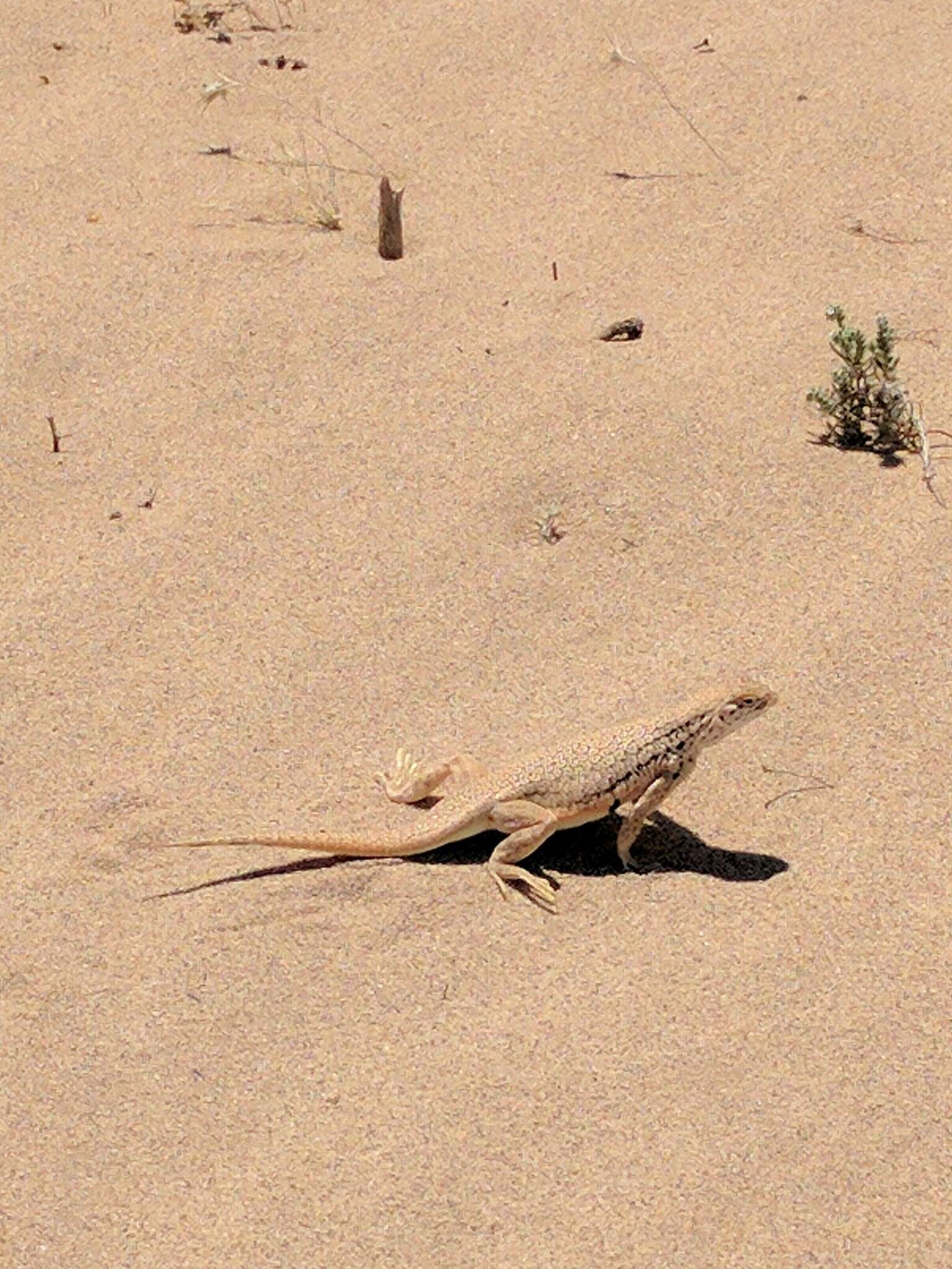 Image of Mojave Fringe-toed Lizard