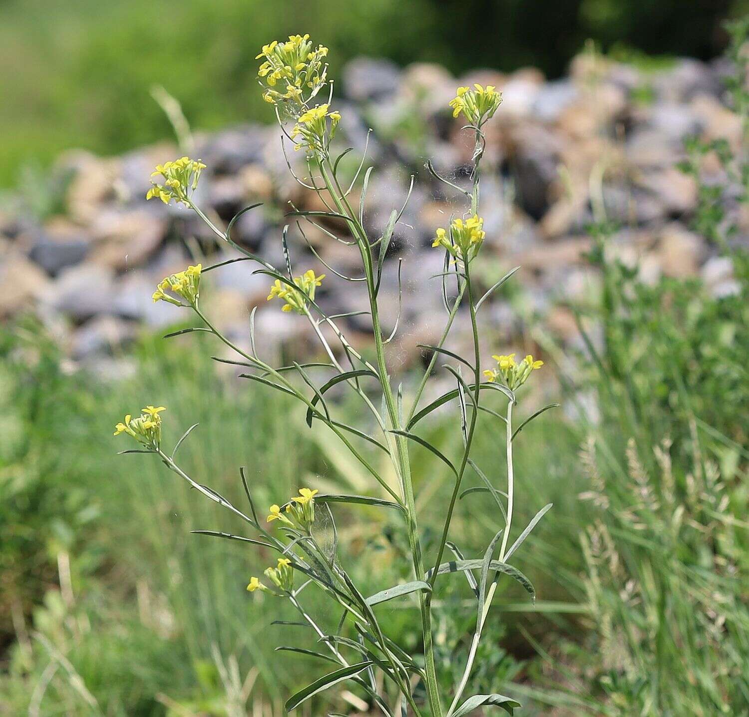 Image of diffuse wallflower