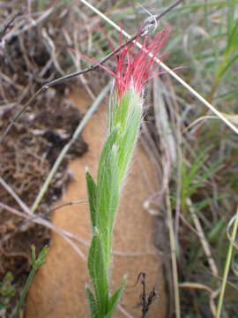 Image of Acalypha depressinervia (Kuntze) K. Schum.