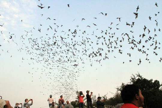 Image of Tadarine Free-tailed Bats