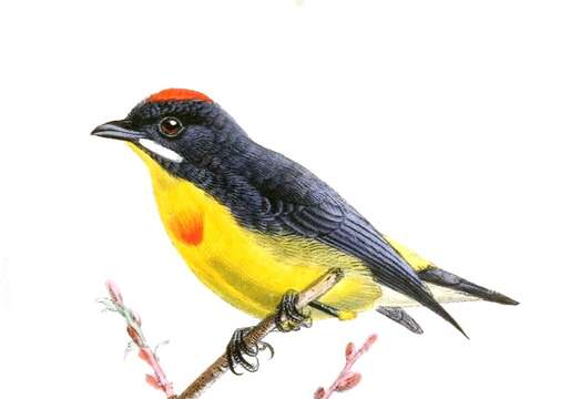 Image of Palawan Flowerpecker