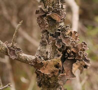 Image of spotted felt lichen